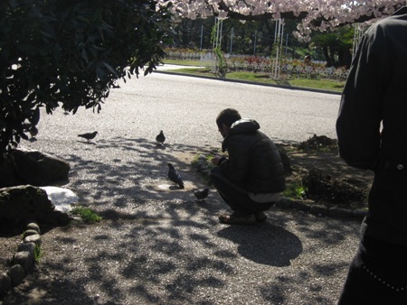 hanami_hatoIMG_1464.JPG