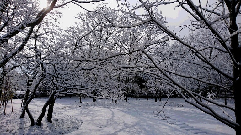 雪景色.JPG